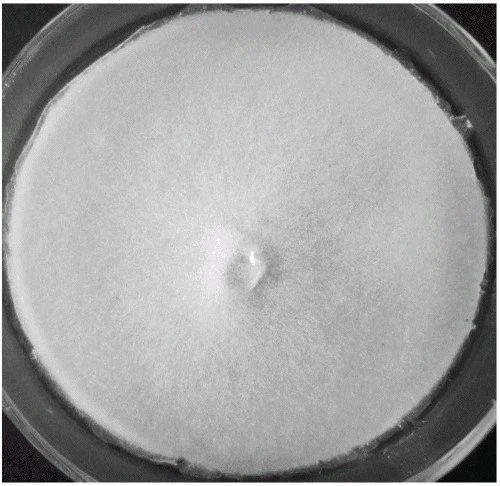 -aminobutyric-acid42188116178.webp